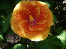 P1160522