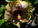 P1160528