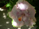 P1160531