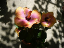 P1160534