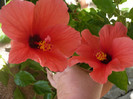 P1160548