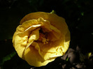 P1160552