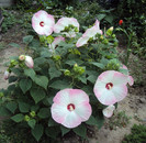 DSC08703