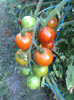 tigerella