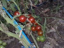 cherry blak