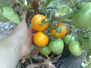 mini yellow plum