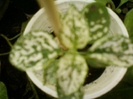 hypoestes verde cu alb