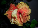 Hibiscus Dancing Fire