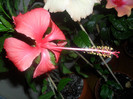 Hibiscus Andersonii