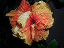 Hibiscus Dancing Fire
