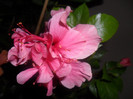 Hibiscus Zaragoza ( ? )