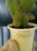 kohleria cybele