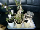 2 august 2012-flori 039