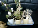 plantutele la recuperare !
