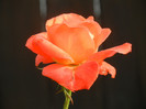 Rose Artistry (2012, August 02)