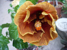 P1160579