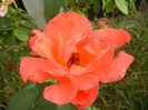 Rose Artistry (2012, August 02)