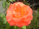 Rose Artistry (2012, August 02)