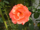 Rose Artistry (2012, August 02)