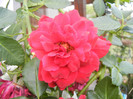 Rose Blaze Superior (2012, August 02)