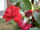 Rose Blaze Superior (2012, August 02)
