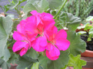 Bright Odette Geranium (2012, Aug.02)