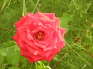 Rose Dame de Coeur (2012, August 02)