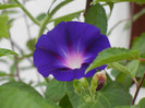 Morning Glory_Ipomoea (2012, Aug.02)