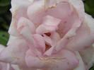 Rose Sissi (2012, August 02)