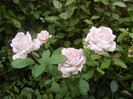 Rose Sissi (2012, August 02)