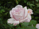 Rose Sissi (2012, August 02)