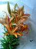 Photo0336