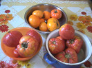rosii Banca de gene Suceava
