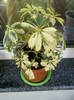 schefflera arboricola