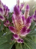 celosia caracas
