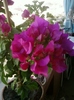 3 august 2012-flori 011