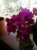 3 august 2012-flori 015