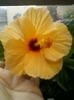 3 august 2012-flori 001