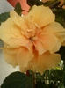 3 august 2012-flori 007