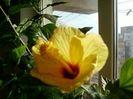 3 august 2012-flori 065