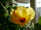 3 august 2012-flori 067