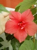3 august 2012-flori 068
