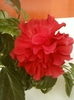 3 august 2012-flori 072