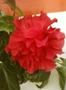 3 august 2012-flori 080