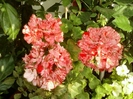 3 august 2012-flori 041