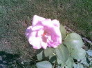Sissi