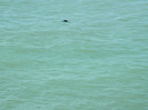 DSCN9079