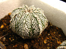 Astrophytum asterias x coahuilense x superkabuto