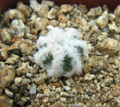 Aztekium hintonii