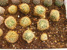 Sulcorebutia patricie